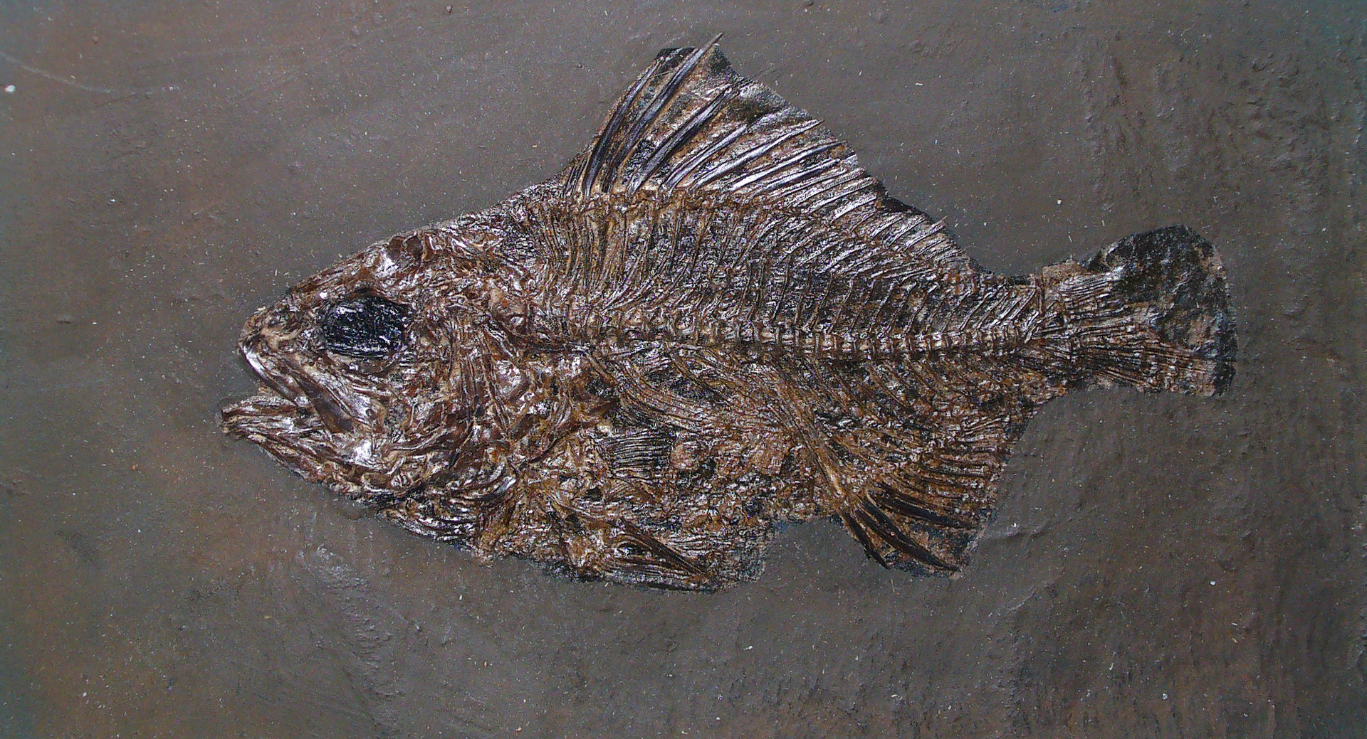 https://de.wikipedia.org/wiki/Grube_Messel#/media/File:Amphiperca_multiformis_01.jpg